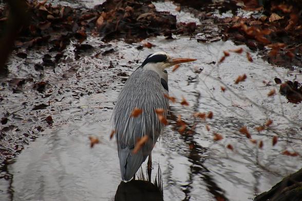 It is a cold and grey day and a grey heron is sitting still on a puddle of water.