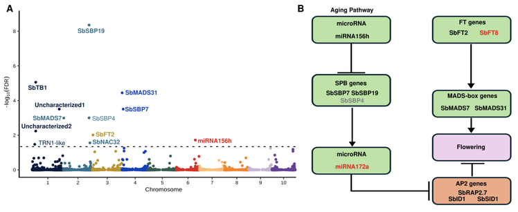Manhattan plot and inferred pathway from combining GWAS and TWAS results