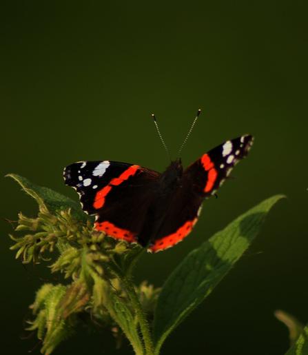 Red admiral (butterfly) on a comfrey bud.