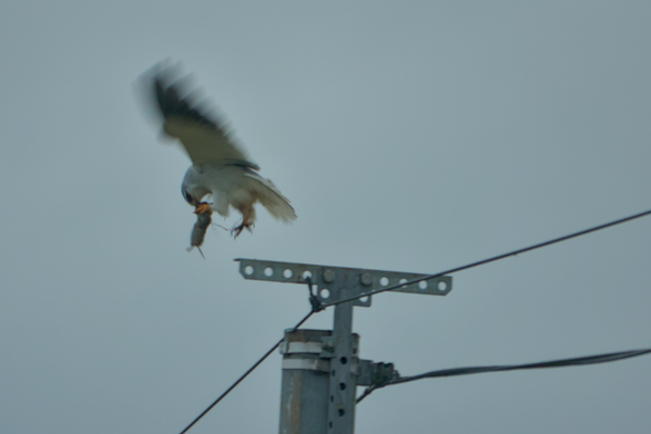 Un élanion blanc qui s'envole d'un poteau métallique en portant dans ses serres un rongeur qu'il commence à grignoter en l'air.
A black winged kite flies off a metal post carrying a rodent in its talons, which it begins to nibble on in mid-air.