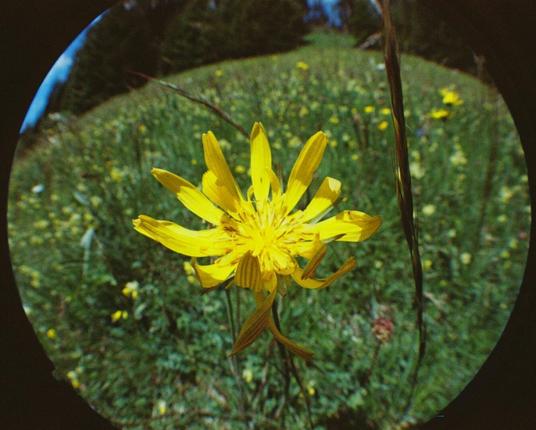 Eine gelbe Wildblume steht im Mittelpunkt einer saftigen Wiese voller Grün. Die Blütenblätter und Details der Pflanze werden durch die ungewöhnliche Perspektive des Fisheye-Objektivs hervorgehoben.