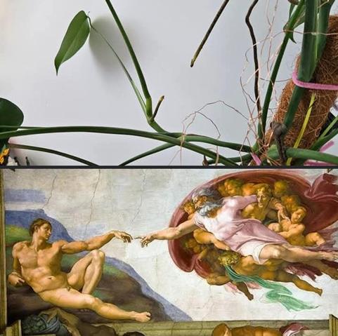 A two panel picture. 

Top image:
My monstera plant with two aerial roots that seem to be reaching for each other

Bottom image:
Michaelangelo's painting of the Sistine Chapel ceiling, showing the Creation of Adam, with god reaching down from the heavens to touch the tip of Adam's finger as Adam reaches up from earth