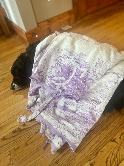 A black mini aussie shepherd dog is lying on a wooden floor, partially covered by a worn, patterned blanket featuring purple and white designs.