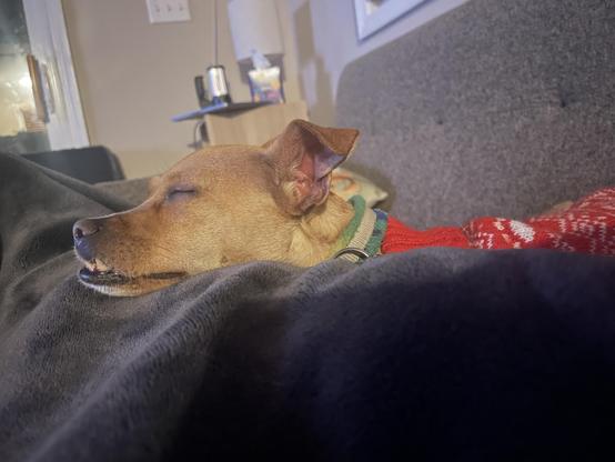 tan chihuahua with an underbite very asleep.