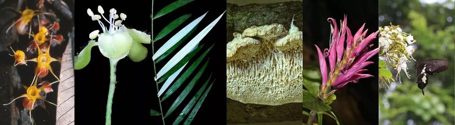 collage of close-up photos various plants and fungi