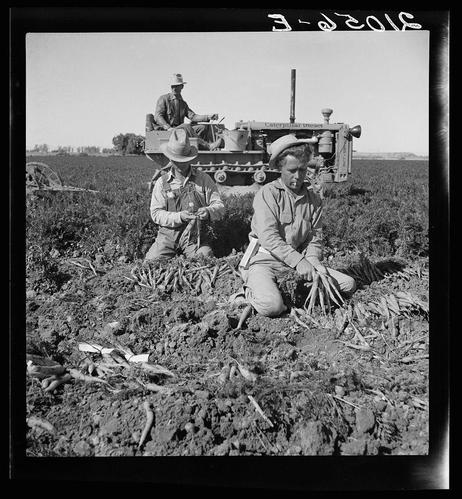The image depicts three individuals working in a field. One person is sitting on the tractor, which appears to be pulling carrots out of the ground as it moves through rows of soil. Two other people are kneeling or squatting next to them, actively engaged in picking up and sorting freshly pulled carrot tops from the earth.

They all wear hats for sun protection while they labor under bright sunlight. The field looks vast with many rows extending into the distance, indicating an extensive farming operation possibly employing mechanized equipment like tractors that aid their work.

In terms of context or background story, this photo seems to capture a moment in agricultural life during what appears to be the late 19th century based on clothing and technology visible. It showcases migratory field workers engaged in manual labor for modest wages at dawn hours (8 am), reflecting historical rural working conditions often faced by migrant families.

The image is labeled with "3-2045" suggesting it may have been cataloged or filed under a specific reference number, perhaps indicative of its archival nature. The website provided hints that this photo might be part of the collection from Dorothea Lange and her work in California during significant historical periods such as the Great Depression when many rural families worked these kinds of jobs.

Lastly, it's important to note that despite the visual depiction, we should not roma [...]