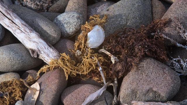 Close up of tangled clumps of various seaweeds, wth shells, driftwwod and a gum leaf scattered around it.  Small rounded stones underneath with crystalline structures, possibly granite.  Oblique low sun from the left.

📷 Jupyter-37a 3.5/135mm + 2x teleconverter.