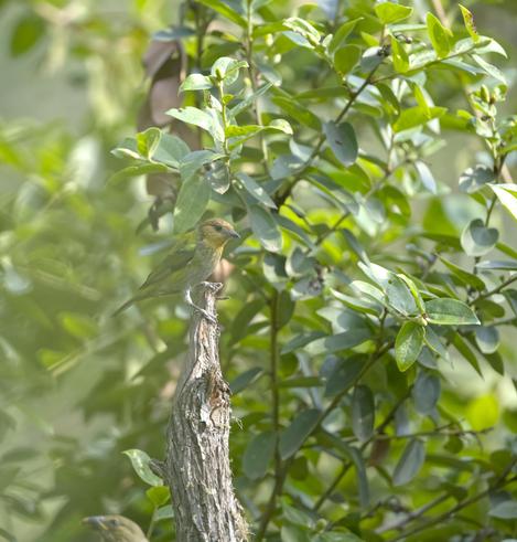 A "find the bird" exercise. On the trunk of a sunny green tree a slightly larger than average leaf has captured a spot of golden sunlight but is otherwise mostly a tasteful shade of green. On closer inspection, this is the female Silvery Tanager, a green-bodied birb with a bright soft orange-yellow head. Cocachimba, Peru. Nov 2024. Photo by Peachfront.