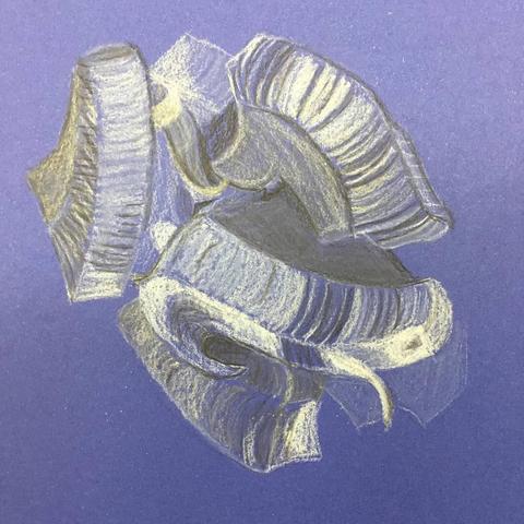 An illustration of pieces of narwhal blubber and skin drawn in black and white charcoal on blue paper.