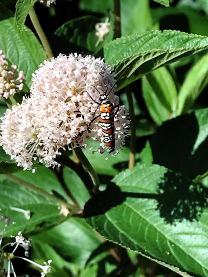 An insect whose orange wings have bands of black-bordered white splotches, clinging to a mass of white flowers. The background is all green leaves and stems and more of the white flowers.