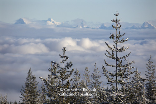 Snow-covered mountain range in the background, known as Coast Mountains in British Columbia. In the middle ground there is large blanket of clouds spread over dozens of kilometres and seen from above. The sky is clear and blue. In the foreground we can see the top of pine trees with some snow. I am literally above the clouds.