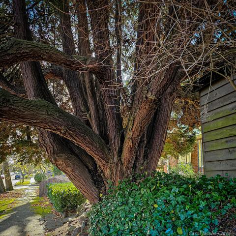 A redcedar growing at the side of a house has a trunk split into what looks lie 6 main branches, a real trial for trunk measuring!