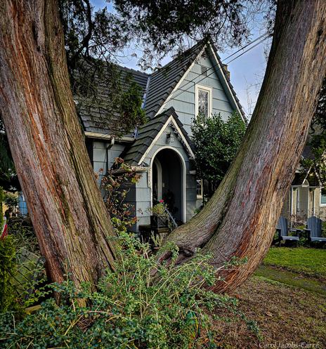 A redcedar trunk is split into two relatively similar trunk branches, framing a cute little gray house with a peaked roof and peaked porch.