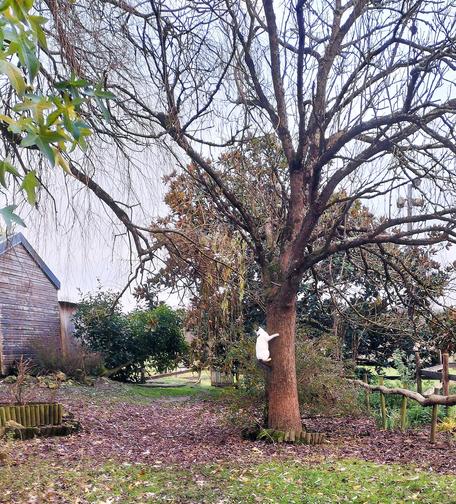 Une chatte blanche avec quelques tâches noires accrochée au tronc d'un catalpa (arbre) dans un décor arboré de ferme.