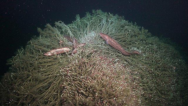 two eels among dense deep sea worms