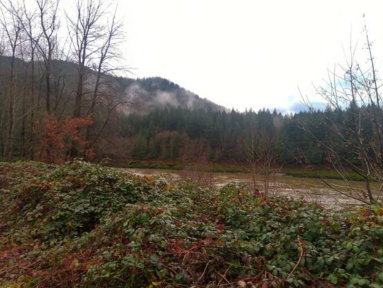 A serene natural landscape featuring a flowing river surrounded by dense green foliage and wild blackberry bushes in the foreground. Bare trees with sparse orange-brown leaves stand along the riverbank, leading into a forest of towering evergreens. Mist rises gently over the distant hills, adding a sense of tranquility and mystery to the scene. The cloudy sky above hints at a cool, damp day in a peaceful, wilderness setting.