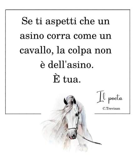 asino cavallo