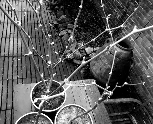 Black and white photo taken from above. Three pruned chilli plants on an old wooden table. The table is in an outdoor corner, framed by a brick wall.  Next to the table is a large old terracotta pot.