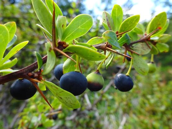 A photo of calafate fruits are black or bluish berries 7 to 11 mm in diameter, containing 1 to 10 black or brown seeds. Its fruits have a bittersweet taste and antioxidant compounds.
