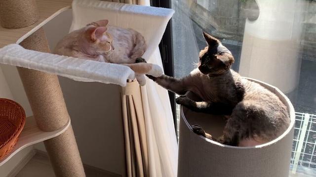 デボンレックス兄弟が新しいハンモックのところで戯れあっています(Devon Rex brothers playing with each other at the new hammock)