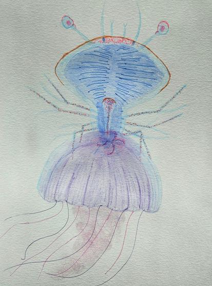 Phyllosoma larva riding a jellyfish, rendered in watercolor pencil, mostly blues purples and pinks. Accents in neon orange and pink pen. Drawing by me!