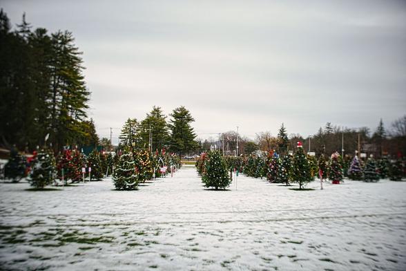 Field of decorated Christmas trees.