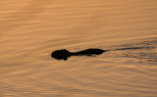 Silhouette d'un ragondin en train de nager dans l'eau d'un étang. La lumière du levé de Soleil rend l'eau dorée et orangée.

Silhouette of a coypu swimming in the water of a pond. The light from the sunrise turns the water golden and orange.