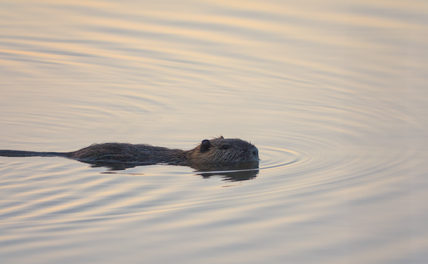 Un ragondin qui nage dans l'eau d'un étang.

A coypu swimming in the water of a pond