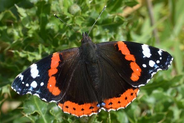 A photo of a red admiral with their wings open.