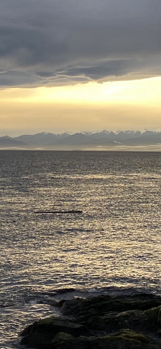 Dramatic dark clouds above golden light behind Olympic Mountains reflected in the Salish Sea with a hard to see spouting Orca.