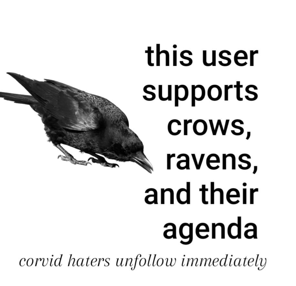 A picture of a crow, along with the text "this user supports crows, ravens, and their agenda, corvid haters unfollow immediately"