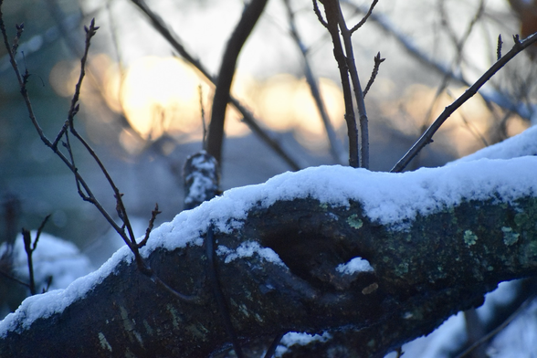 Closeup of a dark tree branch lightly topped with snow. The pale gold sunrise can be seen through the branches and twigs in the background.
