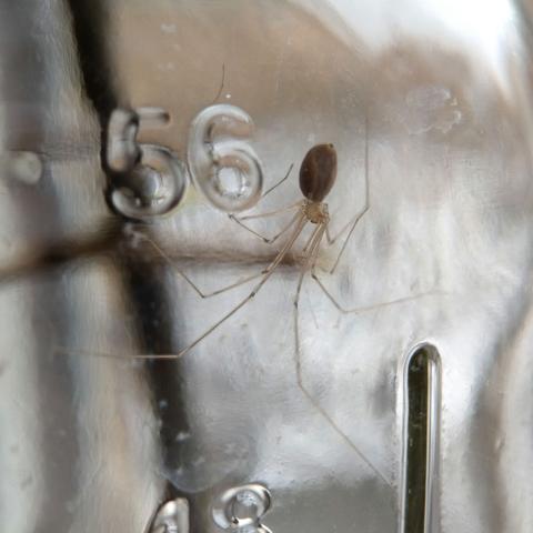 A cellar spider inside a large mason jar, next to the 56 oz. marking. It has extremely long thin legs and a very plump abdomen, positively cobweb spider proportions.