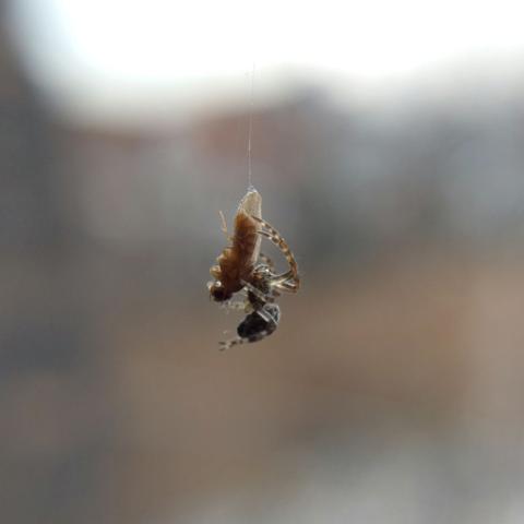The tiny dark grey orbweaver in my window seizes and bites a fruit fly as big as itself which got stuck on one of the web's support lines.