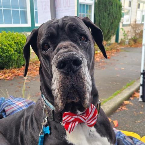 Murdock the black with white Great Dane wearing our handmade red and white candy cane bow tie to be festive for the holidays!