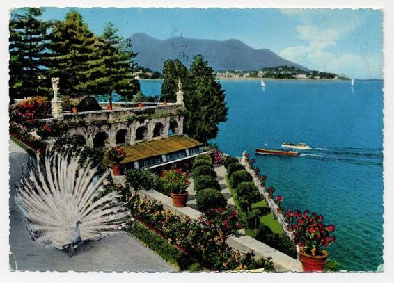 The image depicts a picturesque scene featuring an elegant villa with terracotta roof tiles, surrounded by lush greenery and vibrant flowers. A striking peacock is in the foreground, its feathers spread out like a stunning display of colors. The backdrop includes serene blue waters that appear to be Lake Maggiore, Italy, with boats sailing on it. In the distance, mountains rise against a clear sky, adding depth to the landscape. This postcard captures the beauty and tranquility of Giardino's gardens at Isola Bella in Stresa on Lago Maggiore, showcasing the idyllic setting that makes this location famous for its natural splendor.