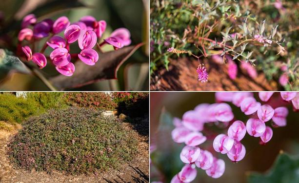Grevillea leptobotrys (garden/grafted) - low-mounding WA species featuring delicate sprays of uniquely shaped lilac/pink flowers + blue/grey foliage & reddish new growth.