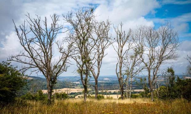 Photo of 4 dead trees in a hilly landscape