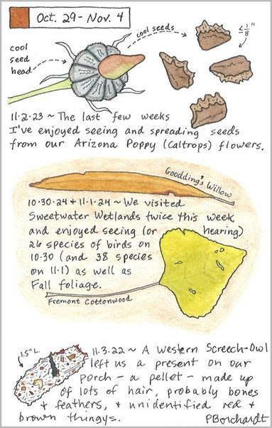 My 2024 Perpetual Journal watercolor and pen art of Goodding's Willow & Fremont Cottonwood leaves in Fall foliage; my 2023 Perpetual Journal watercolor and pen art of an Arizona Poppy (Caltrops) seed head & seeds; & my 2022 Perpetual Journal watercolor and pen art of a Western Screech-Owl pellet.