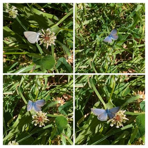 Common blue butterfly on clover flower