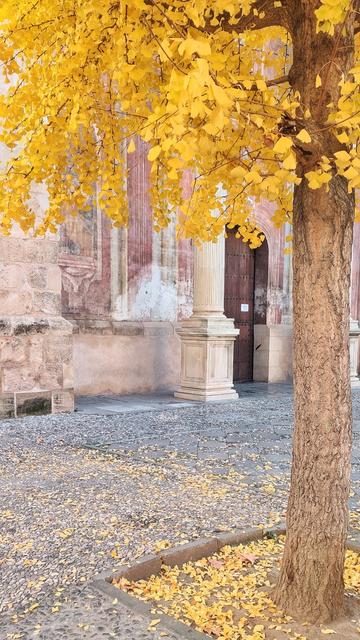 Un gingko con las hojas amarillas en la plaza de Santo Domingo. Detrás de él se ve la fachada de la iglesia, con las pinturas rojizas que la caracterizan.