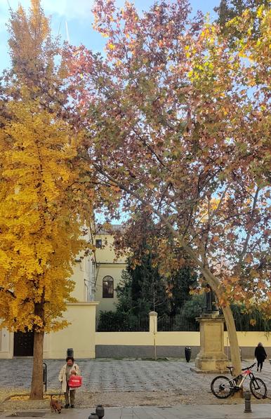 Vista general de la plaza de Santo Domingo. A la izquierda se puede ver la iglesia y al fondo el colegio mayor. En la plaza hay varios árboles con hojas otoñales. En uno de ellos hay una bici apoyada. Una señora con una bolsa roja pasea a su perro.