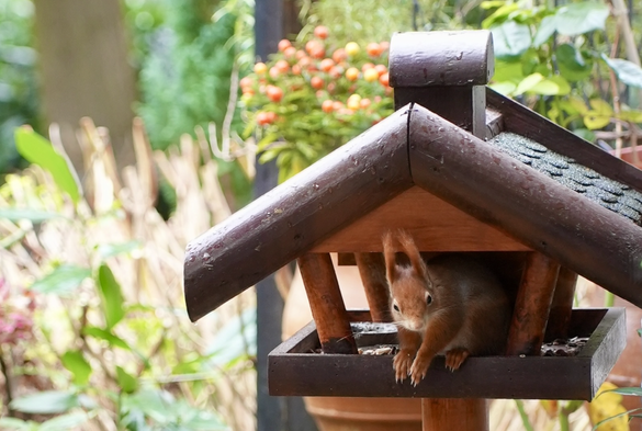 ein eichhörnchen im vogelhäuschen schaut ion die kamer