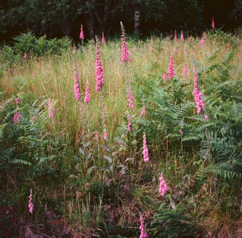A colour photograph of long summer grasses and ferns with pink fireworks of foxgloves among them.