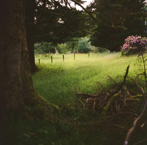 A colour photograph of late evening on summer solstice looking over long summer grass under large trees to a small fence.