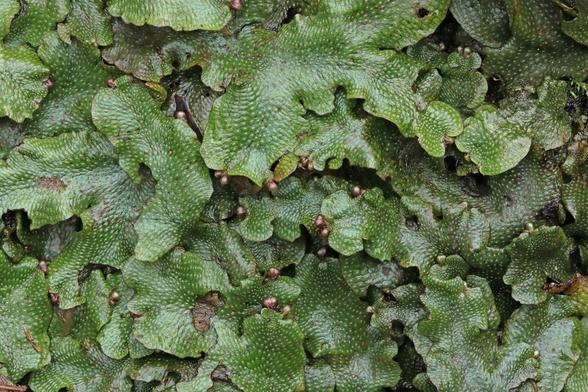 a focus stacked macro photograph of a green liverwort which has the appearance of snake skin