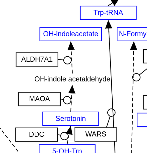 Section of WP3925 where we see that OH-indoleacetate is indeed unlinked, because the metabolite it is enzymatically created from is a text label and not a DataNode with identifier.
