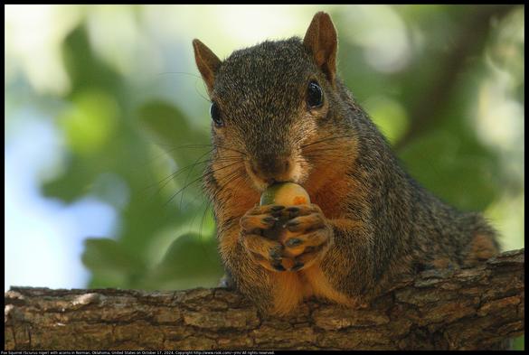 A Fox Squirrel (Sciurus niger) was sitting on a branch of an oak tree holding acorns in Norman, Oklahoma, United States on October 17, 2024. The squirrel was barking and chattering continuously and seemed to me to be claiming that these are the best acorns ever.