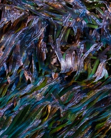 Close up of rushes in water with enhanced color.
