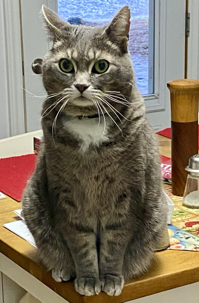 Senior cat Wally is perched on the very edge of the kitchen island. He knows he’s not allowed there but is willing to risk it if it means he’ll get his food faster.